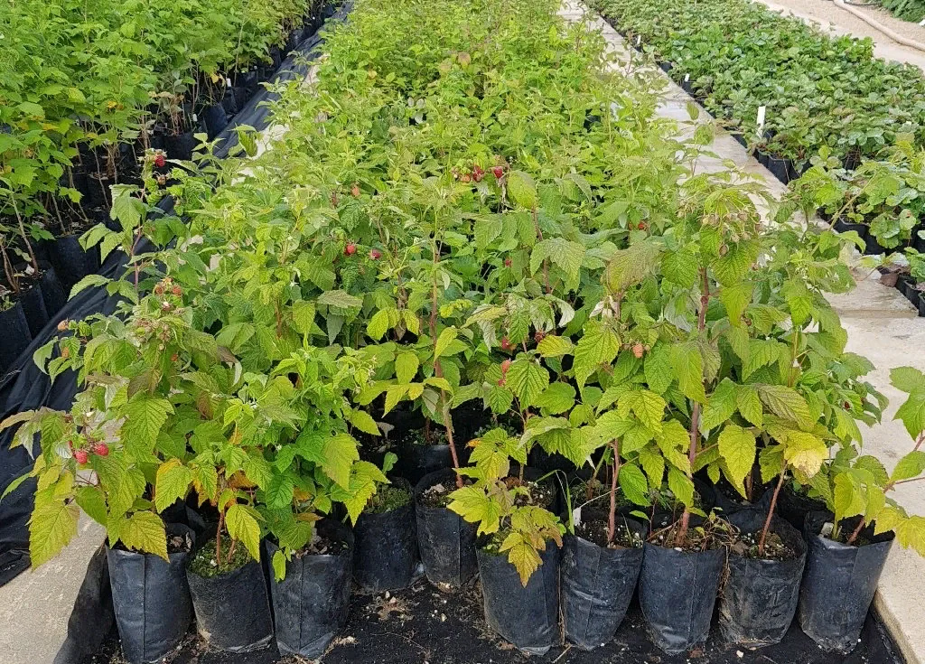 Малина Здоровяк Сада